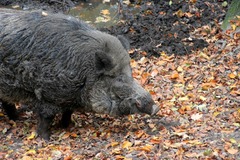 Killikus&reg; Fotographie